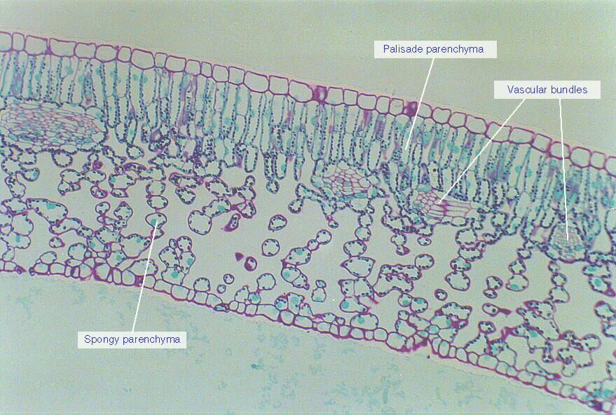 1= waxy cuticle, 2= upper epidermis, 3= Palisade layer, 4= chloroplasts, 5= spongy layer, 6= lower epidermis, 7= guard cell, 8= stomata, 9 = vascular bundle Leaf Adaptations for Gas Exchange Leaves