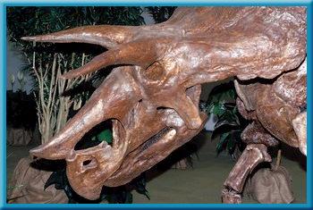 Paleontologists, scientists who study fossils, can learn about extinct animals from