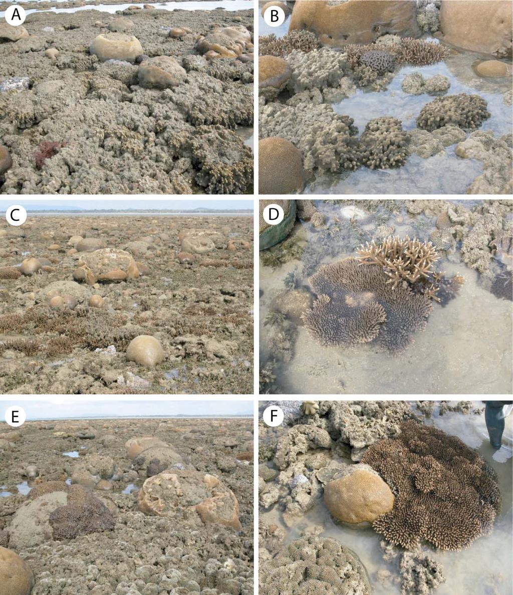 Perry 10 Fig. DR4. Contemporary reef flat coral assemblages on the South Shoal at Paluma Shoals.