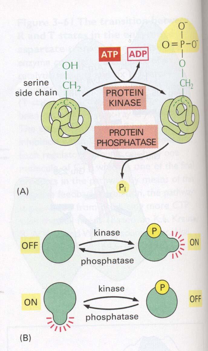 Protein Phosphorylation A protein s function can be regulated by the addition of a phosphate group covalently to one of its AA side chains.