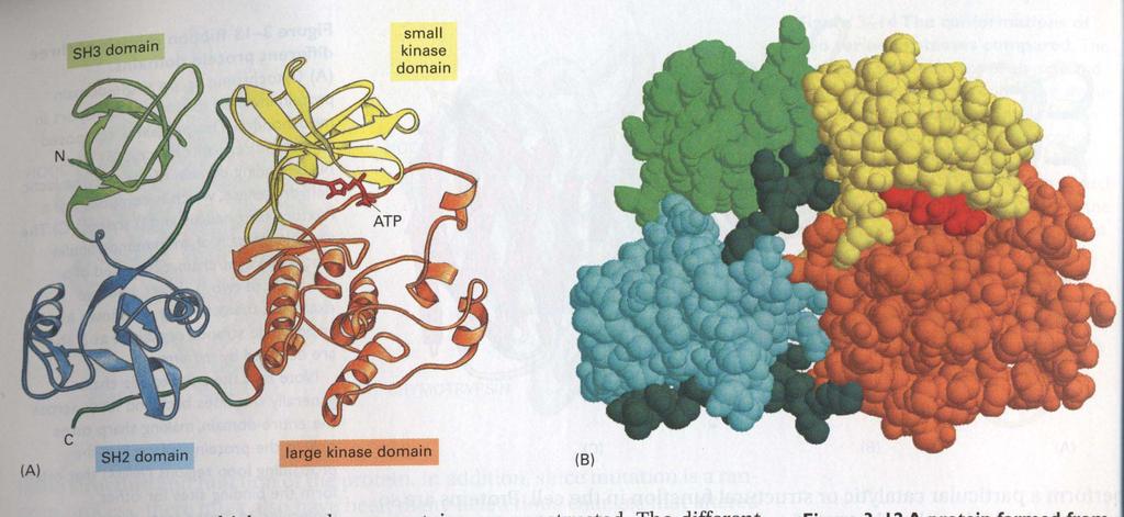 A protein formed from 4 different domains rc protein.