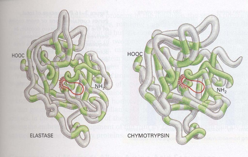Protein Families Once a protein had evolved that folded up into a stable conformation with useful properties, its structure could be modified slightly during evolution