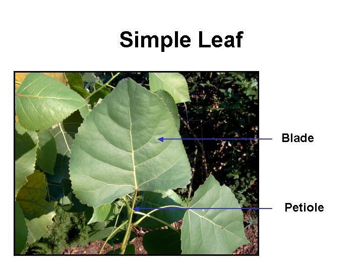 Leaves o mesophyll tissue o flattened