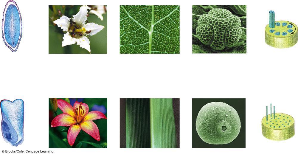 A In seeds, two cotyledons (seed leaves of embryo) B Flower parts in fours or fives (or multiples of four or five) Leaf veins usually forming a netlike array Pollen grains with three pores or furrows