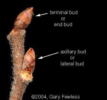 Axillary buds o a structure that has the potential to form a lateral shoot