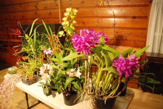Santa Clara Valley Orchid Society Established 1951 Helping You to Become a Better