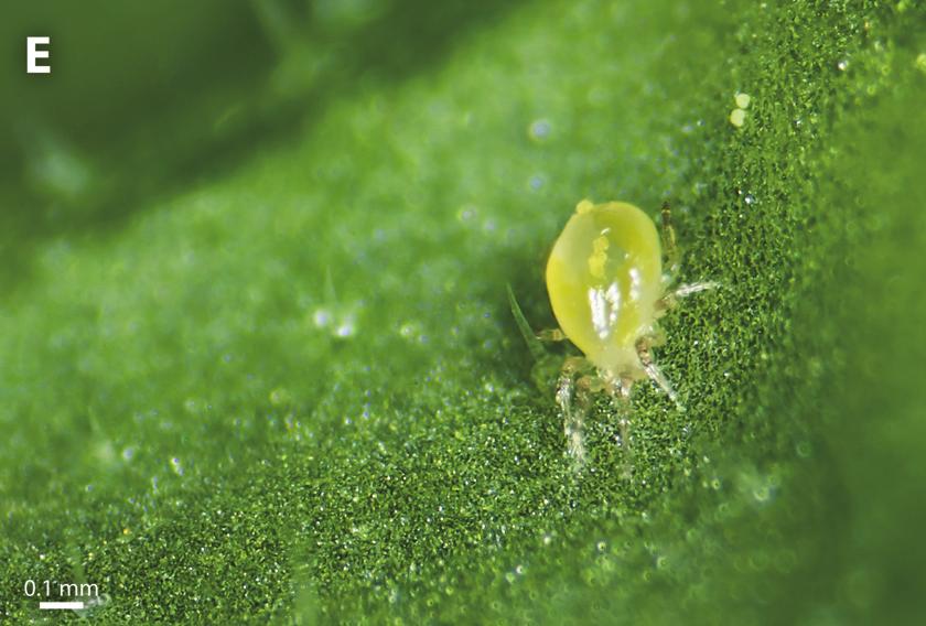 INTRODUCTION AND THESIS OUTLINE CHAPTER 1 The greenhouse whitefly is common throughout the tropics and subtropics and in greenhouses in temperate zones.