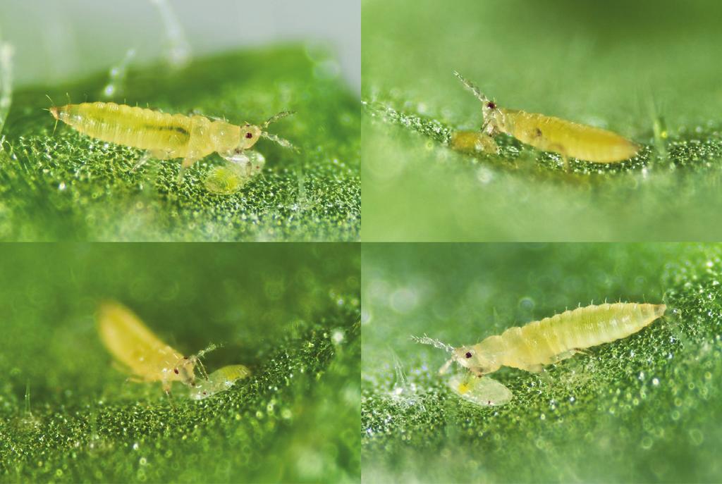 THRIPS LARVAE FEED ON WHITEFLY CRAWLERS CHAPTER 5 age seven whitefly crawlers on cucumber or sweet pepper leaf discs during the first 16 h (Figure 5.2).