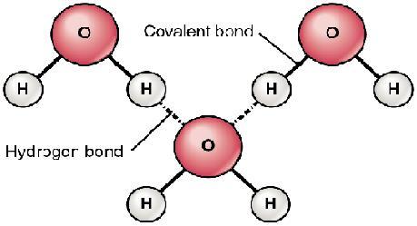 Packet Key 15.1 Water and Its Properties 1. In your own words, explain what a hydrogen bond is.