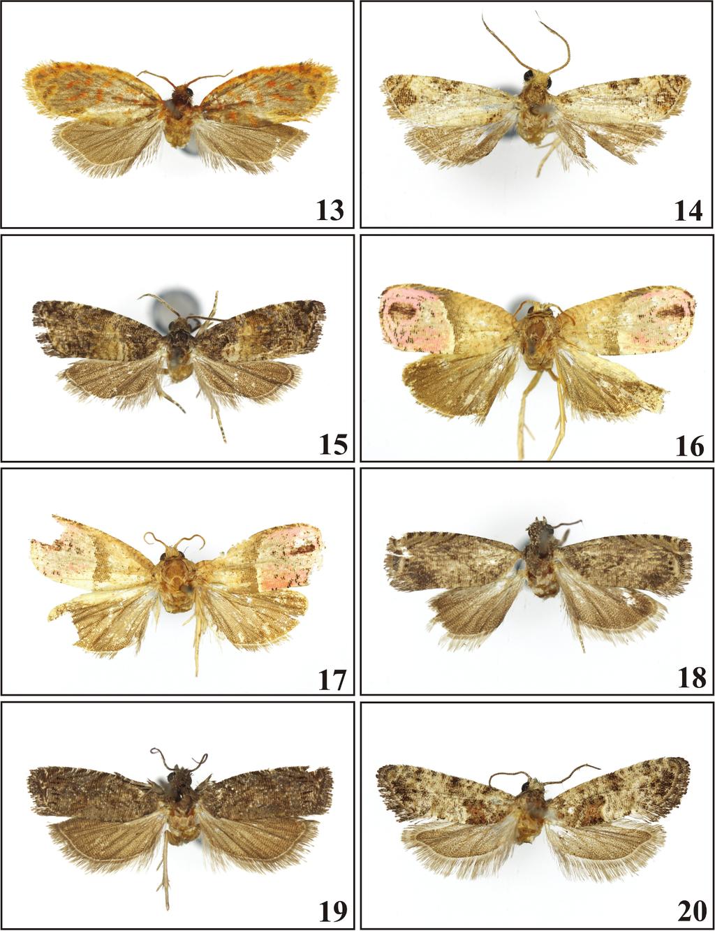 168 Polish Journal of Entomology 82 (3) Figs 13-20. Adults: 13 Plinthograptis iitae sp. n., holotype, 14 Lobesia hecista sp. n., holotype, 15 Teiteccopsis davisorum sp. n., holotype, 16 Anthozela daressalami sp.