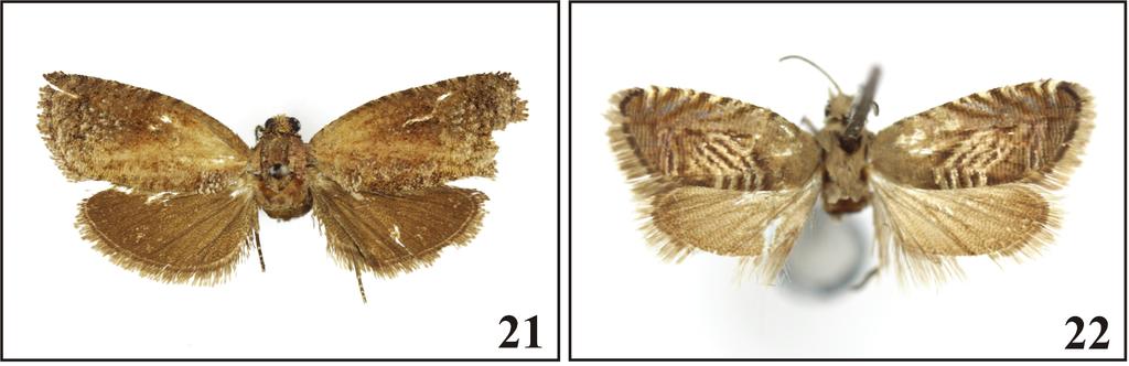 172 Polish Journal of Entomology 82 (3) Male unknown. Female genitalia (Fig. 12).