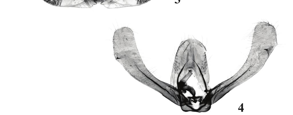 , holotype, 2 Teiteccopsis davisorum sp. n.