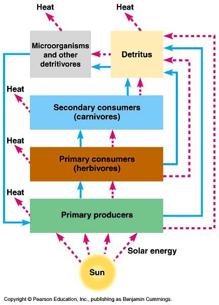 Energy transfer in an ecosystem Energy in from the Sun captured by autotrophs = producers Energy through food chain transfer of energy from autotrophs to heterotrophs
