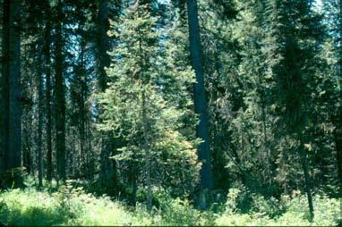 Climax forest The species mix of the climax forest is dependent on the abiotic