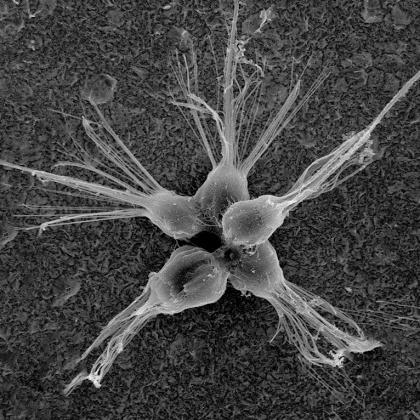Multicellular Eukaryotes Oldest known fossils are of small algae from 1.