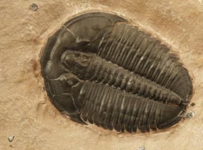 Five Major Extinctions Ordovician-Silurian wiped out 85% sea life, blamed