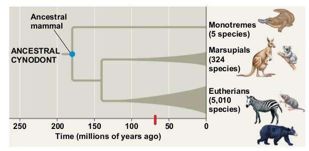 Extinction and Evolution Mass extinctions alter ecological communities Fossil record