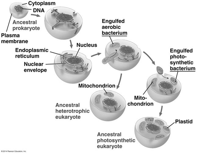 The Origins of Eukaryotes The oldest fossils of eukaryotic cells date back 2.