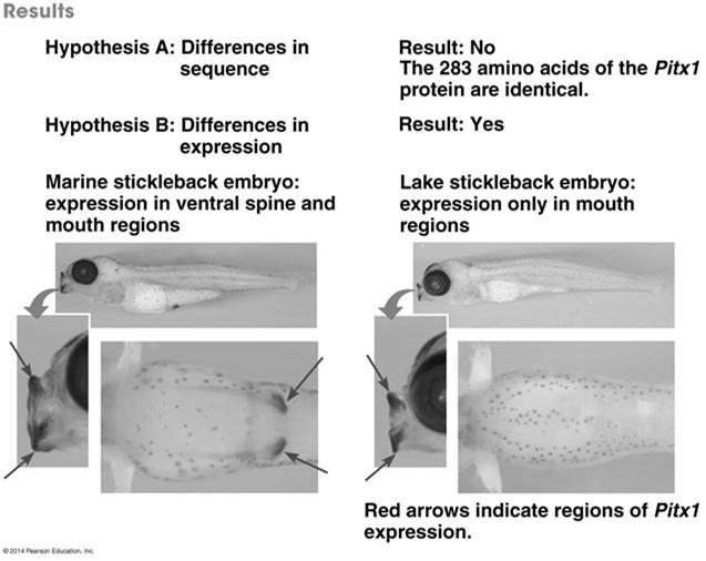 three-spine sticklebacks in lakes have fewer spines than their marine relatives The gene