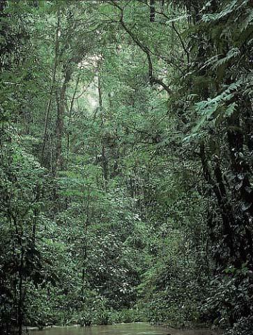 rainforests are located near the equator in Central and