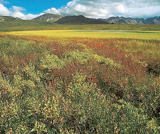 Tundra Major Aquatic Ecosystems Marine Ecosystems An important determiner of the nature of aquatic ecosystems is