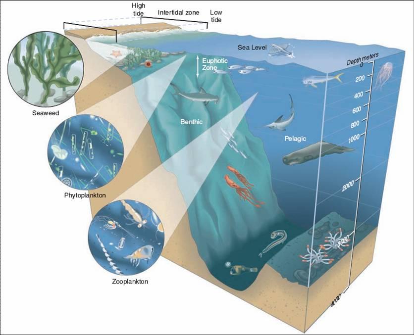 Pelagic Marine Ecosystems Organisms that are not attached to the bottom are called pelagic organisms, and the ecosystem they are a part of is called a pelagic ecosystem.