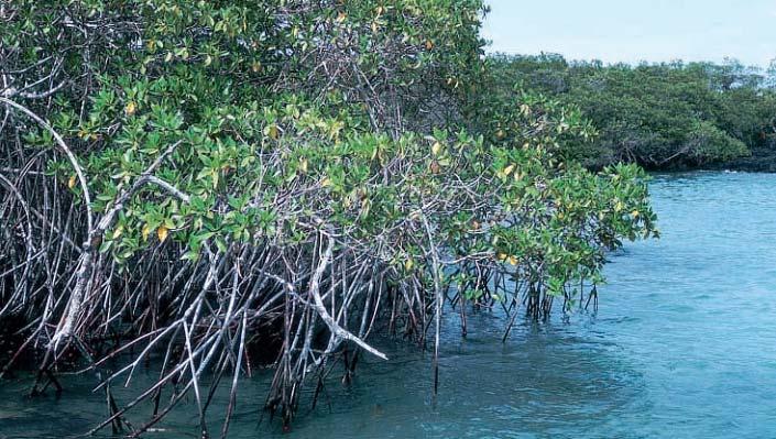 Mangrove swamp ecosystems occupy a region near the shore. The dominant organisms are special kinds of trees that are able to tolerate the high salt content of the ocean.