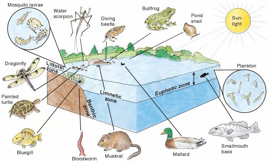 littoral zone limnetic zone Lake Ecosystem Farming and construction expose soil and release nutrients, as do other human activities such as depositing sewage into streams and lakes.