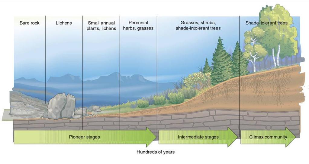 Primary Succession on Land Each step in this process from pioneer community to