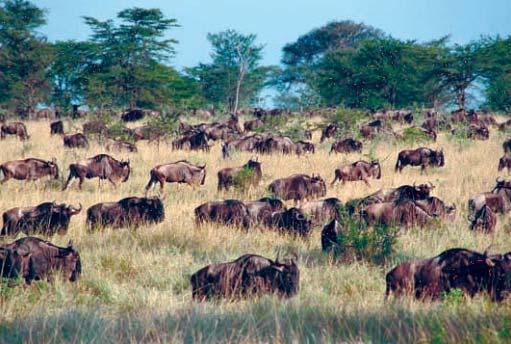Savanna Tropical parts of Africa, South America, and Australia have extensive grasslands spotted with