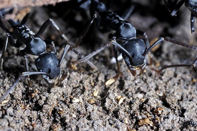 Principles of Biology contents 172 Altruism and Inclusive Fitness Animal behavior is altruistic when it is aimed at supporting kin and the population rather than the self. Ants defend their nest.