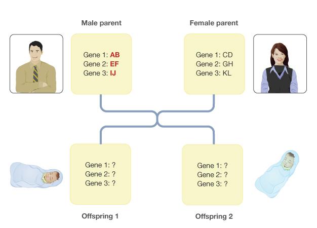 Figure 9: Coefficient of relatedness between parents and offspring. What letters would you fill in for offspring 1 and 2? What percentage of alleles is shared between each parent and their offspring?