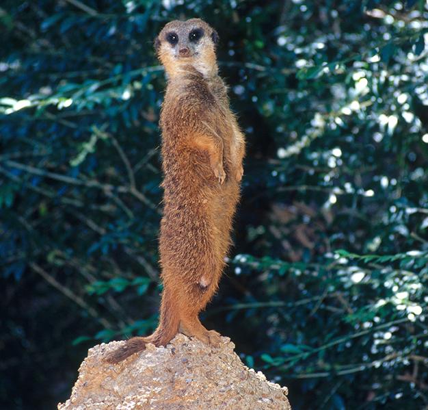 Figure 6: A sentinel meerkat (Suricata suricatta). A meerkat shows sentinel behavior, keeping watch for dangers that might threaten the communal den of other meerkats below ground. Gregory G.
