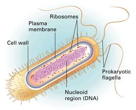 Two Major Classes of Cells There are two basic kinds of cells. One kind a prokaryotic cell (pro KAR ee oh tik) lacks a nucleus and most other organelles.