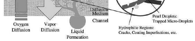 The water transport inside the porous media is: Gas phase: Diffusion and/or convection (e.g.