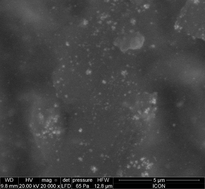 Formation and characterization of silver nanoparticles Appearance of red coloration (Fig 1), after 30 min, indicated the reduction of Ag + to Ag.