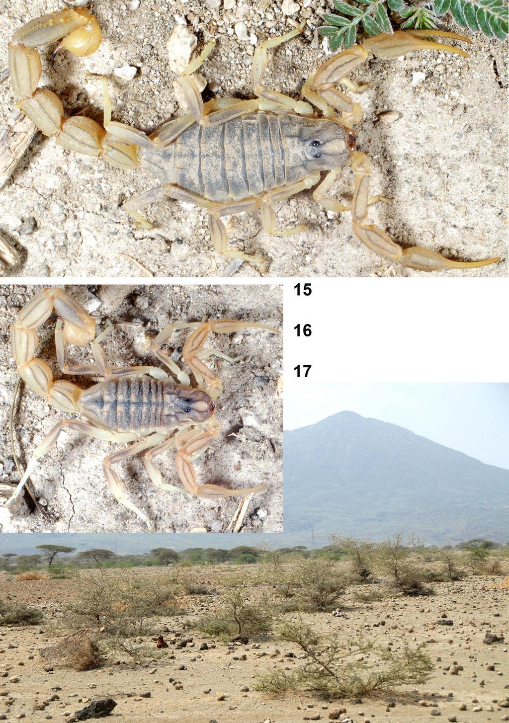 Kovařík: New Buthus from Ethiopia 3 Figures 15 17: 15. Female paratype of Buthus awashensis sp. n. at the type locality. 16. Male paratype of Buthus awashensis sp. n. at the type locality. 17. Ethiopia, Awash, Metahara env.