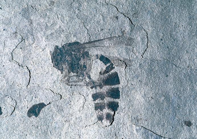 Fossil wasp, victim of a volcano and buried