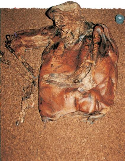 Upper torso of man preserved in peat bog.