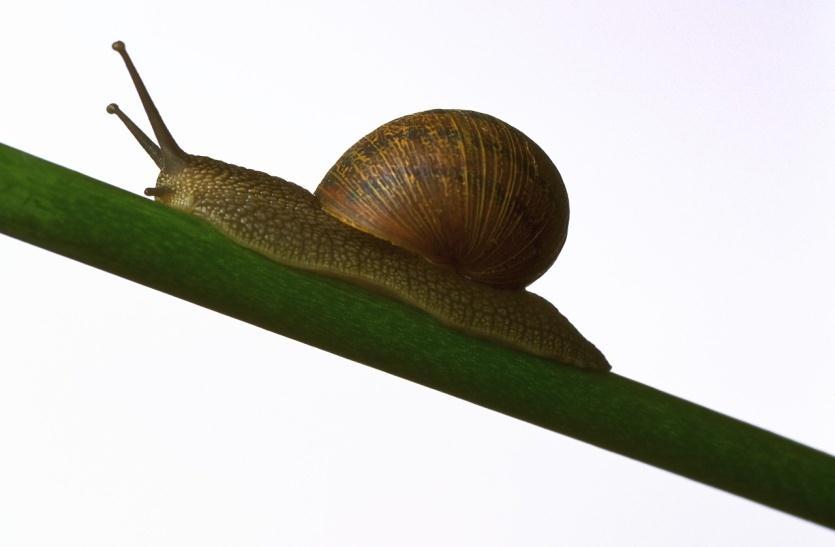 A snail with a mass of 5 g