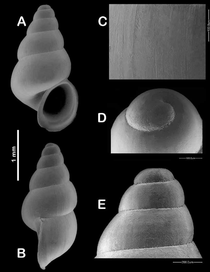A C D E B FIGURE 1. A-B: holotype, 2.7 mm (MZB); C: teleoconch detail; D: protoconch detail; E: detail of the first whorls.