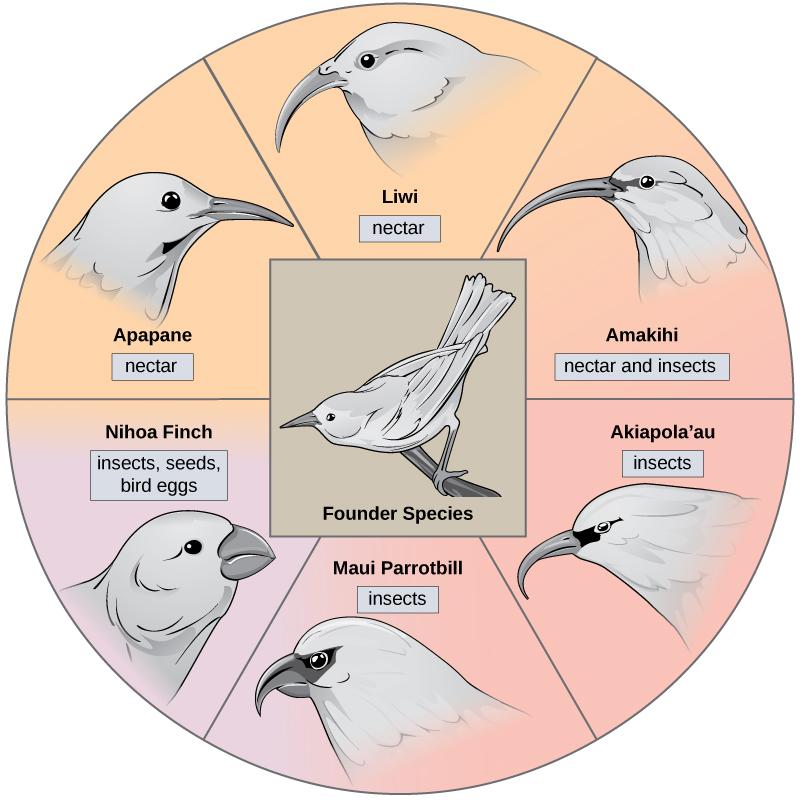 480 Chapter 18 Evolution and the Origin of Species Figure 18.13 The honeycreeper birds illustrate adaptive radiation.