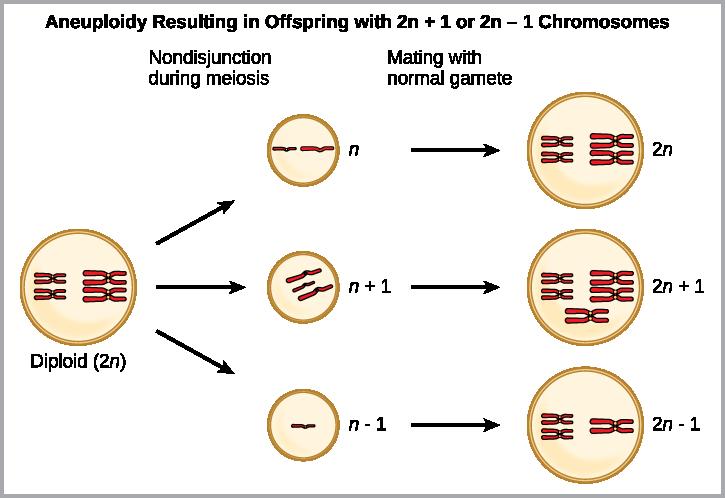 Chapter 18 Evolution and the Origin of Species 481 Figure 18.14 Aneuploidy results when the gametes have too many or too few chromosomes due to nondisjunction during meiosis.