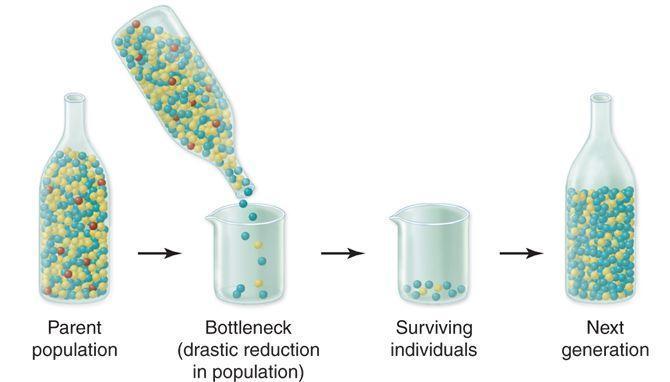 Bottleneck Effect (Genetic Drift) A sharp reduction in the size