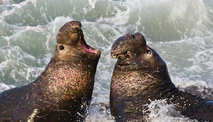 Bottleneck Effect Northern Elephant Seals Hunted in the 1800s, population decreased to