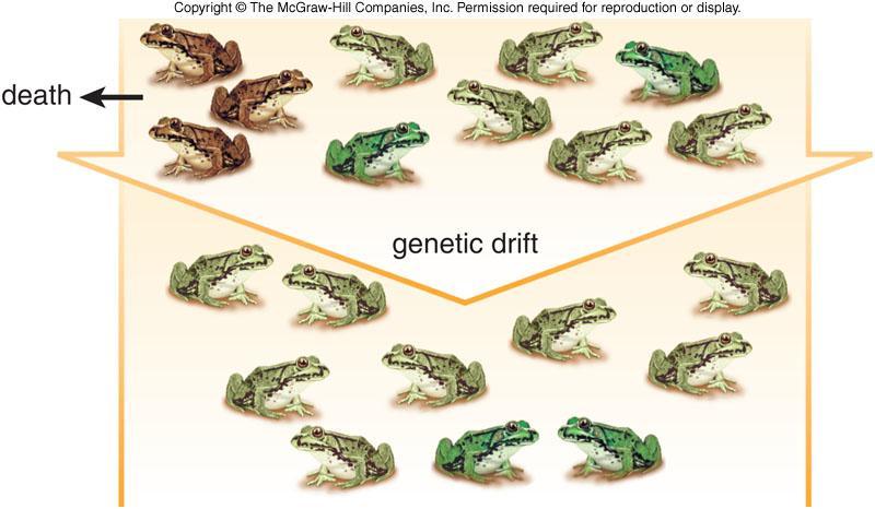 Genetic Drift Significant in small populations Causes allele frequencies to change at random May