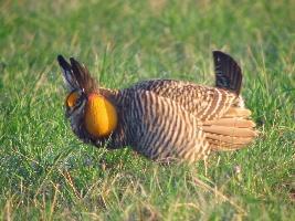 Greater Prairie Chicken Prairies of Illinois were converted to farmland during the 19 th century Caused a drastic reduction in greater prairie