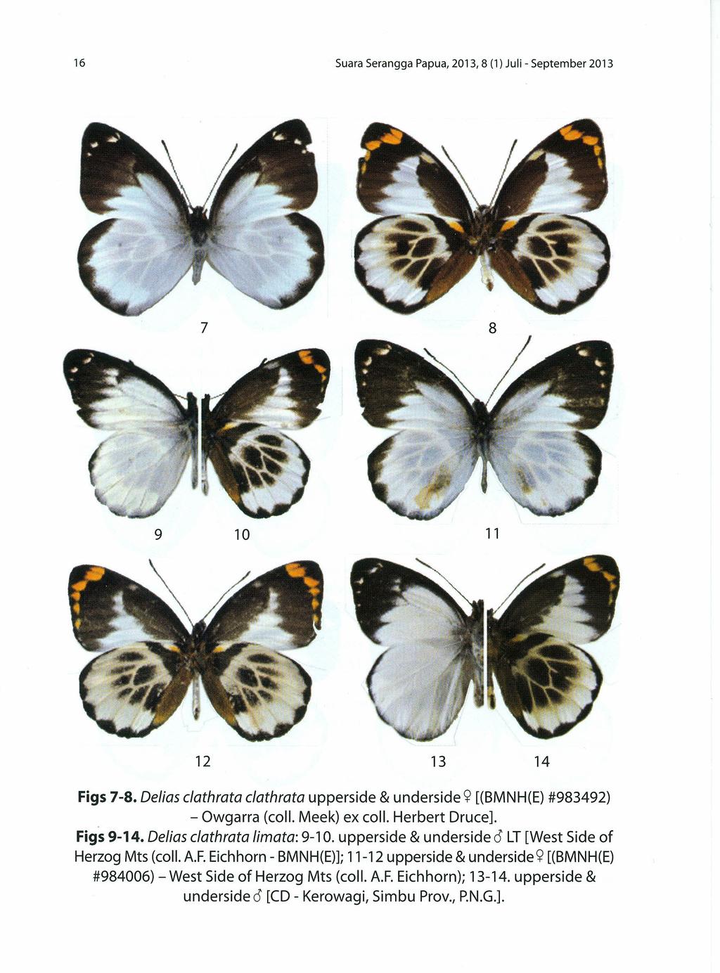 16 Suara Serangga Papua, 2013, 8 (1) Juli - September 2013 7 8 9 10 11 12 13 14 Figs 7-8. Oelias c/athrata c/athrata upperside & underside <;! [(BMNH(E) #983492) - Owgarra (coll, Meek) ex col I.