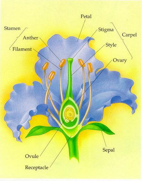Describe the selective pressures which contributed to the radiation of the angiosperms, providing examples of natural selection acting on angiosperm traits today The evolution of a huge diversity and