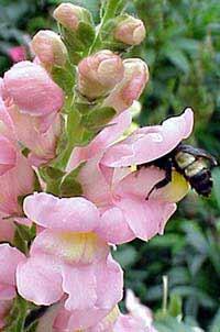 The plants pollinated by both have long enclosed tubes containing nectar because both butterflies (Psychophily) and moths (Phalaenophily) have long tongues. There are, however, many differences.